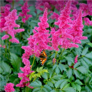 Astilbe Arendsii 'Jump And Jive'